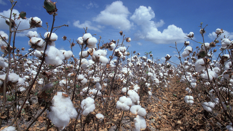 «У Узбекистана есть реальная перспектива окончательно покончить с принудительным трудом», - Cotton Campaign