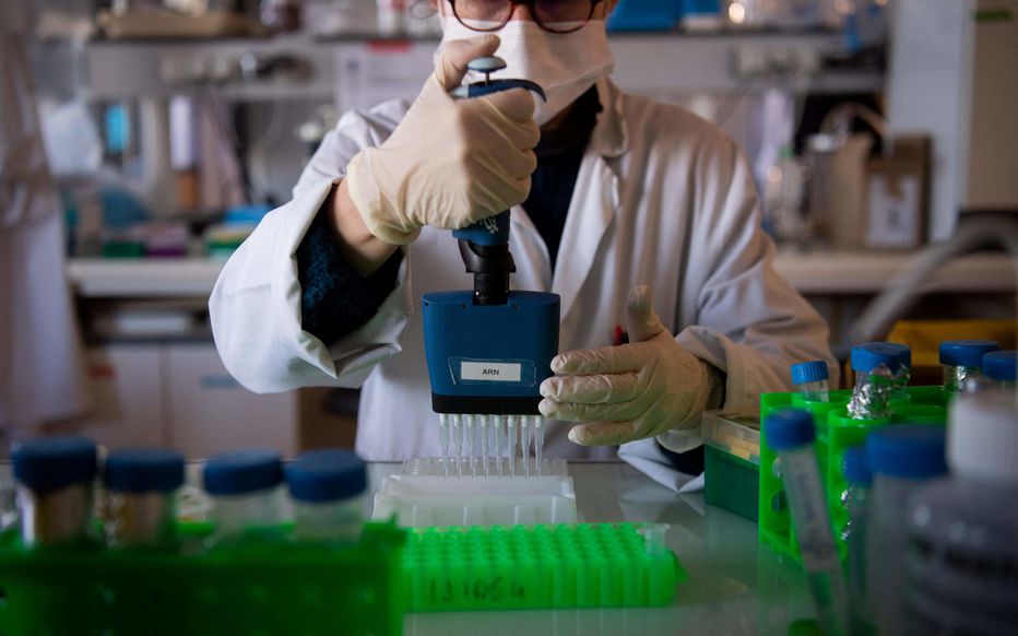 Nantes biotech Xenothera проводит клинические испытания препарата на основе свиных антител