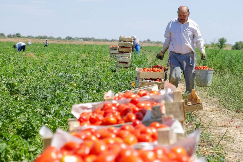 Россия обеспечила узбекских фермеров бесплатным оборудованием для адаптации к изменениям климата