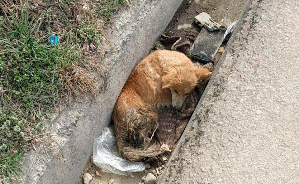 В ташкентском арыке нашли собаку с пулевыми ранениями