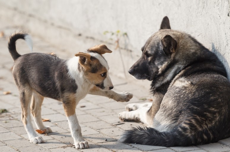 В Чирчике жестоко избили бездомных собак арматурой 