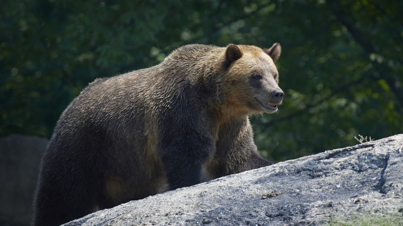 Принца Лихтенштейна обвинили в убийстве одного из самых больших медведей Европы
