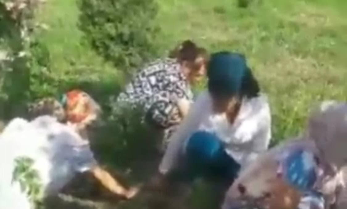 Медсестра из Шахрисабза заставила коллег полоть траву и поплатилась - видео