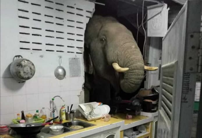 В поисках вкусностей: в Таиланде слон ворвался в жилой дом 