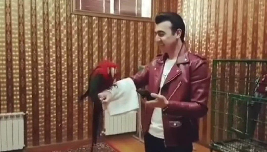 Попугай станцевал под песню Шохджахона Джураева – видео