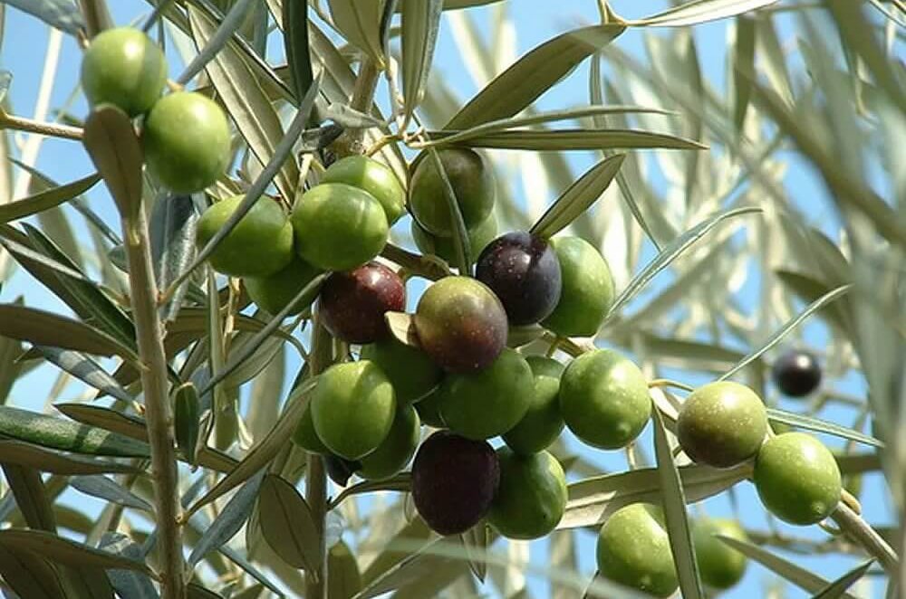 В Узбекистане планируют создать оливковые плантации 