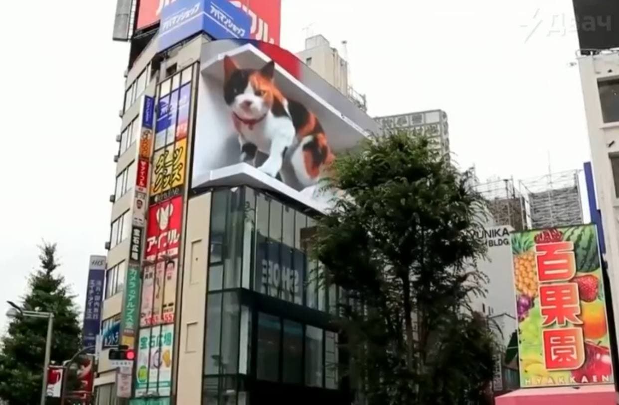 В Токио появится билборд с огромный мяукающим 3D котом - видео