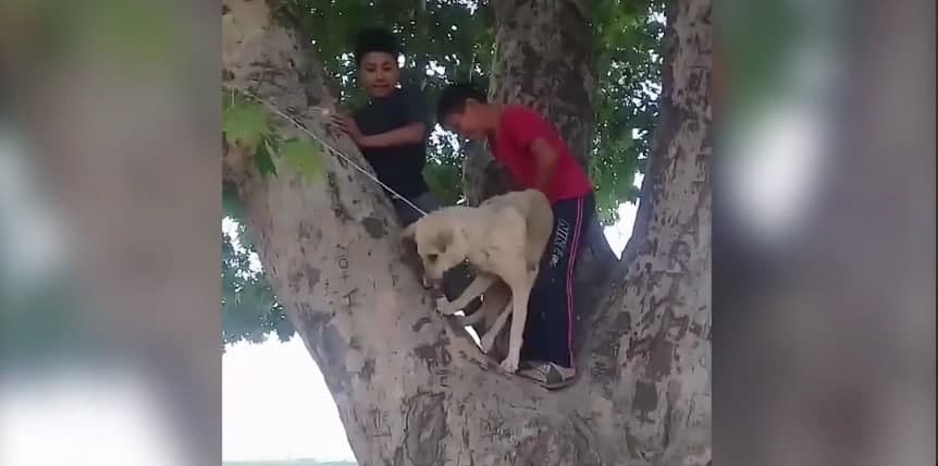 Состоялся суд по делу о повешенной на дереве собаке: виновники отделались штрафом