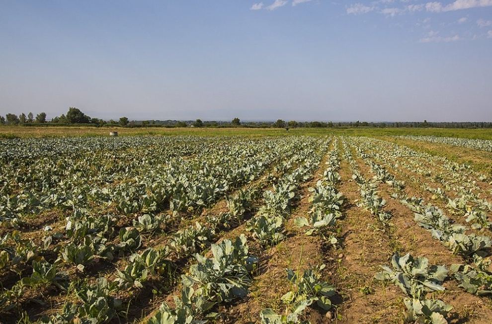 Узбекистан поможет казахским фермерам орошать земли