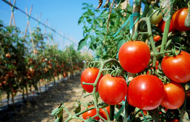Андижан и Сурхандарья возглавили рейтинг по выращиванию овощей в Узбекистане 