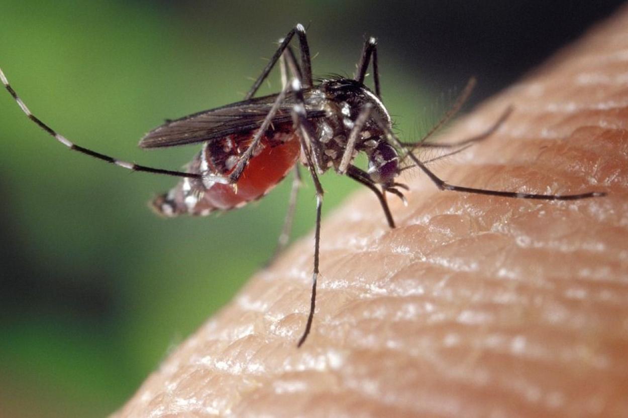 Черви под кожей: в Украине выявили три случая заболевания, передающегося через укусы комаров