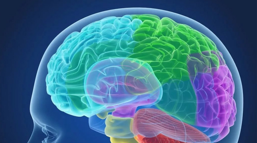 Мозг может предсказывать будущее — ученые рассказали, каким образом<br>