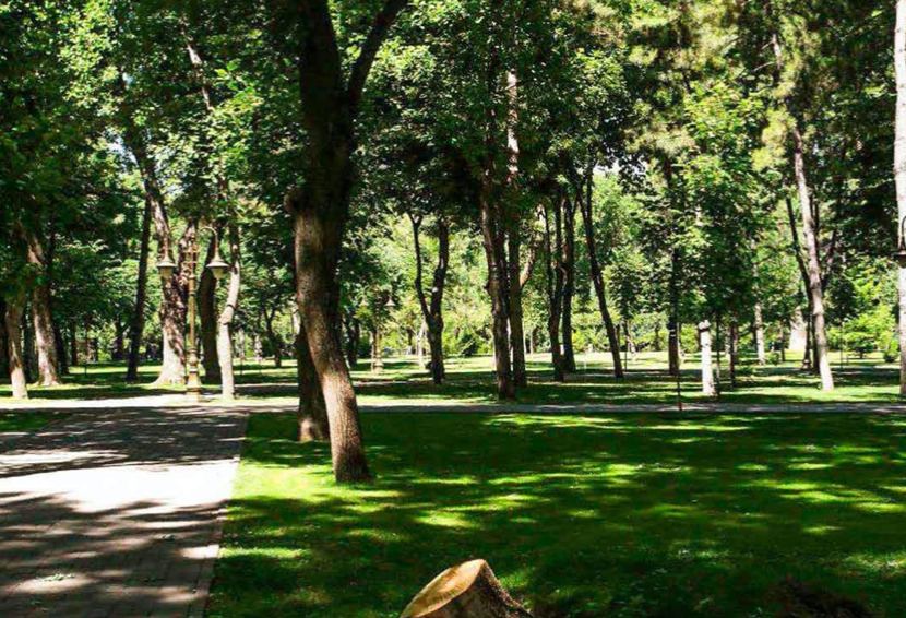 В Ташкенте деревьев станет больше на миллион 