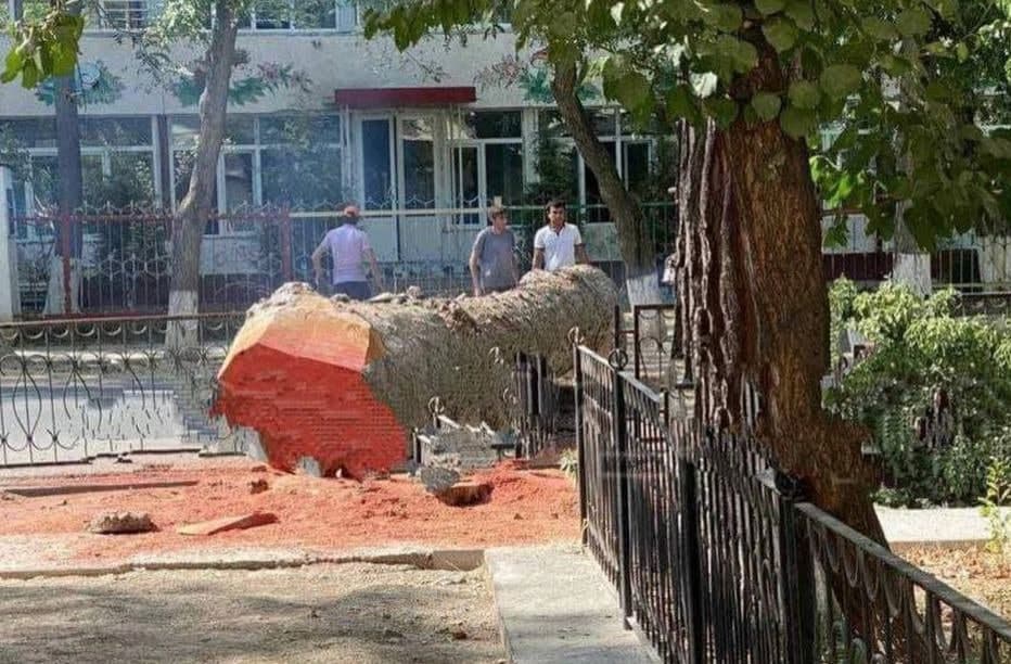 В Ташкенте спилили многовековое дерево 