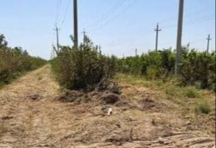 В Сурхандарье по поддельному решению хокимията срубили более 160 деревьев