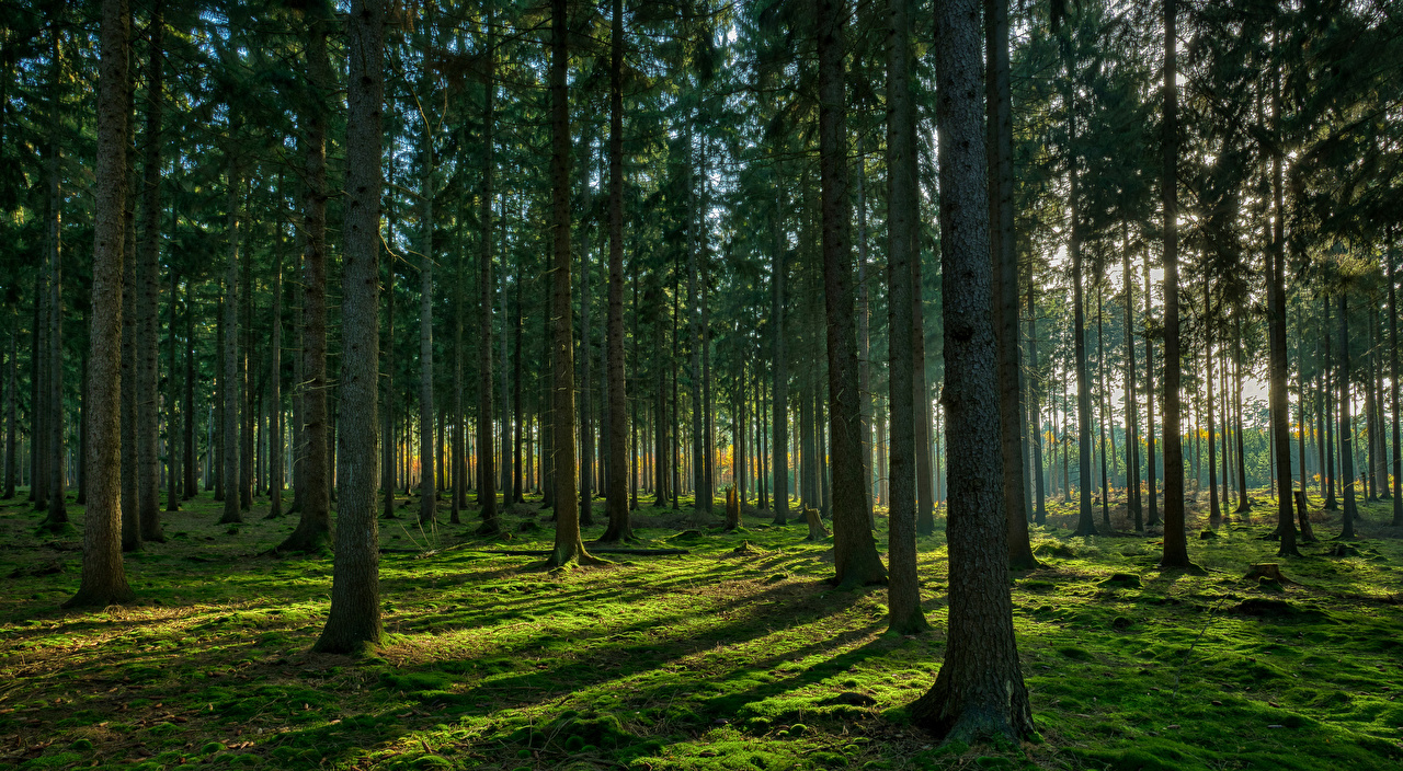 Саммит G20: на Земле высадят триллион деревьев