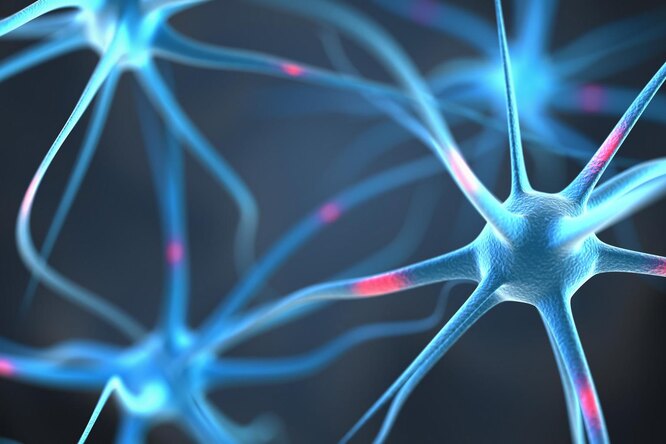 Нервные клетки восстанавливаются, утверждение об обратном — это миф