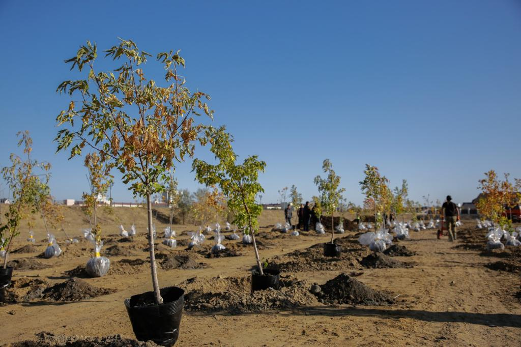 В Узбекистане будут высаживать 200 миллионов деревьев каждый год