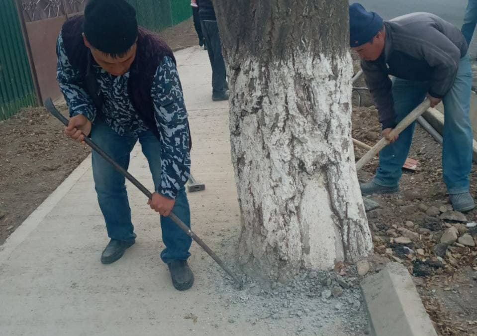 В Джизакской области деревья залили бетоном