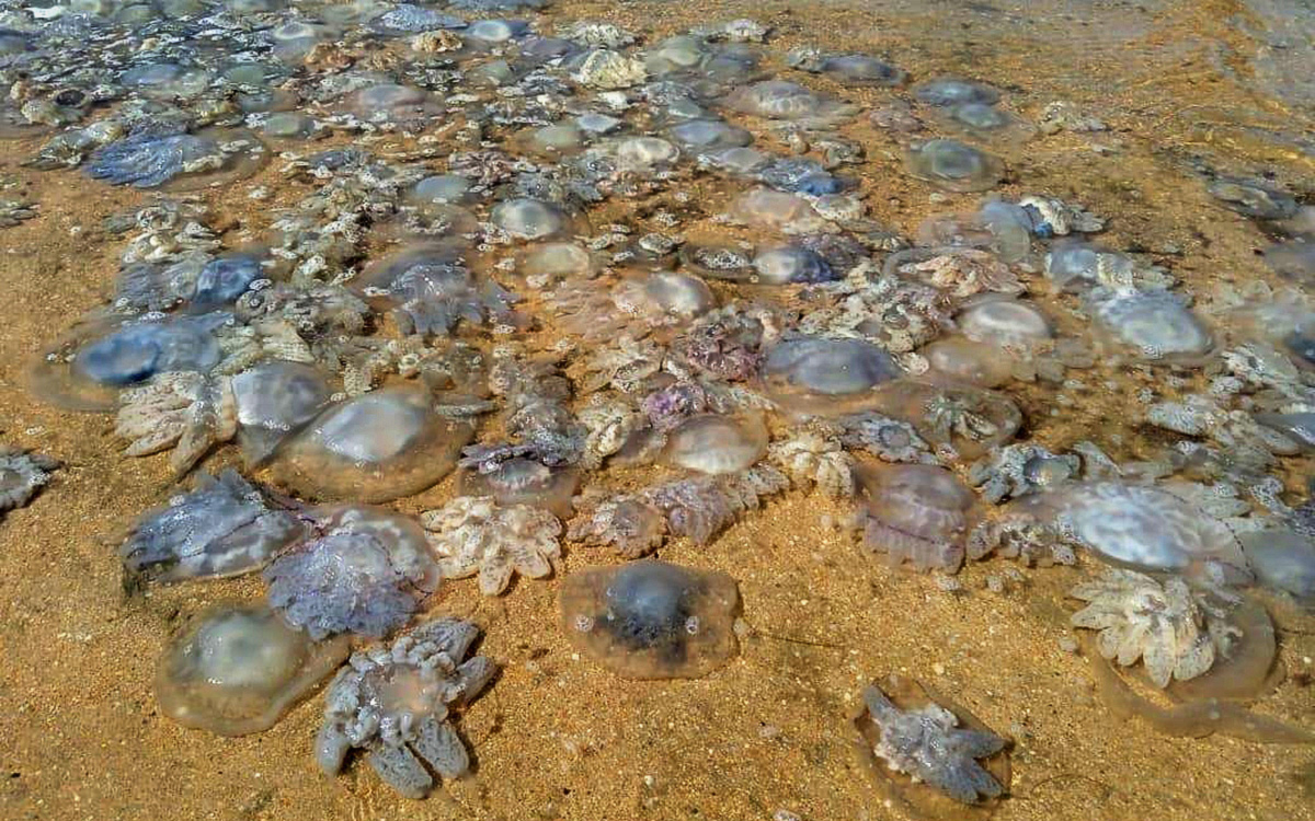 Ученые из России призвали есть медуз для чистоты моря. Посмотрите на составленное ими меню, в котором есть даже мармеладные конфеты из медуз