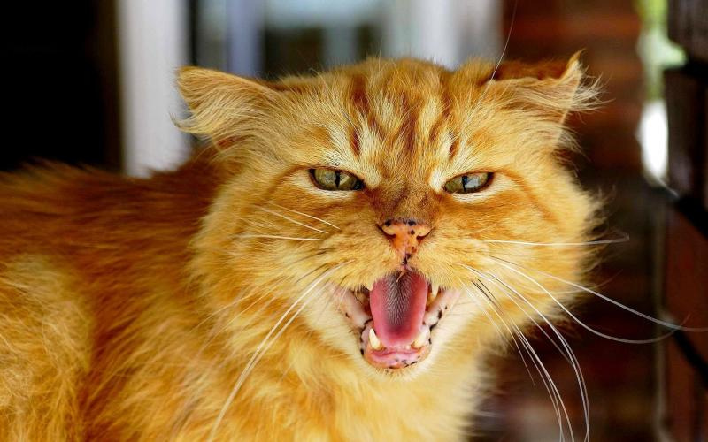 Британские ученые уверяют, что у домашних кошек имеются признаки психопатии, но для нас они все равно милашки