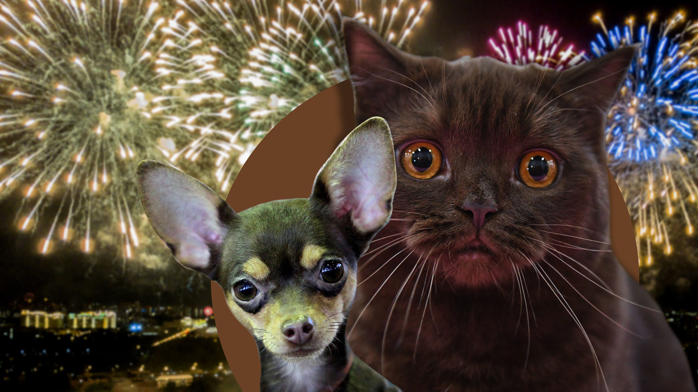 Ветеринар рассказала, как защитить домашних животных от стресса в Новый год