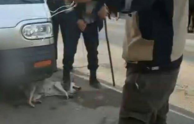 Наступили на горло собаке в попытке поймать: пользователи соцсетей жалуются на отловщиков из Алмалыка, проявляющих чрезмерную жестокость к животным - фото и видео