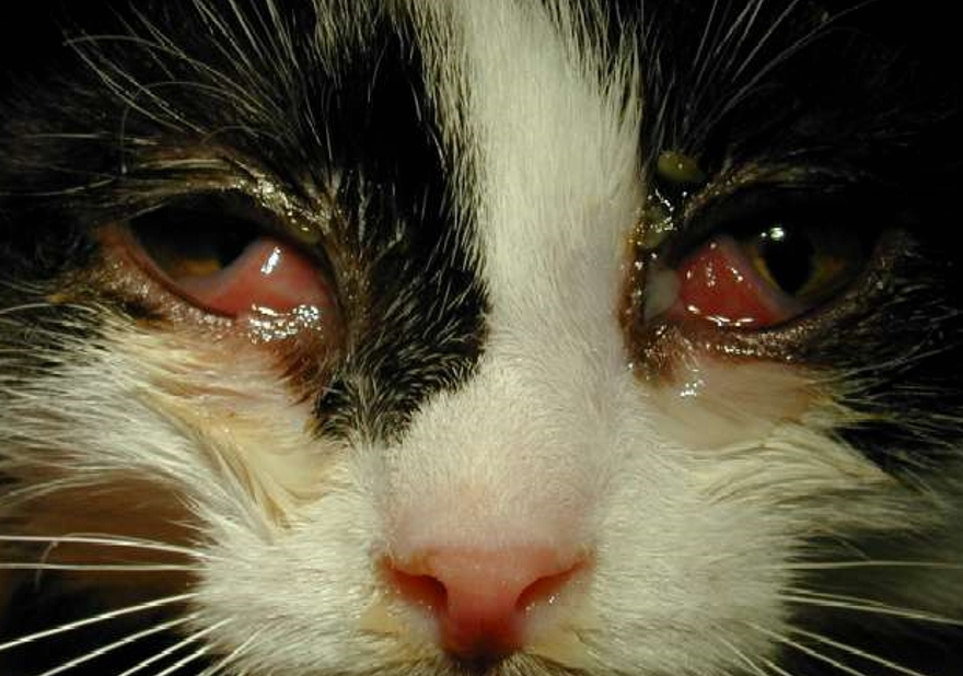Кошка заразила свою хозяйку редким видом чумы
