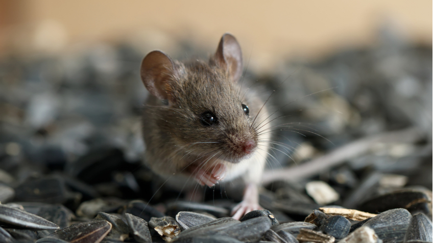 Биолог рассказала, почему нельзя остановить пандемию — во всем виноваты мыши