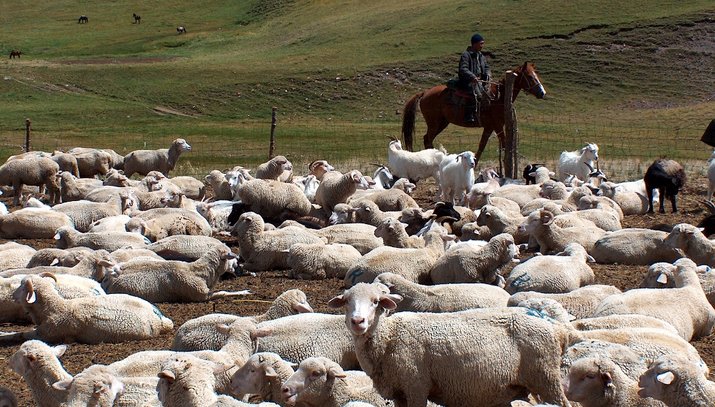 Узбекистан получит €100 млн на развитие животноводства