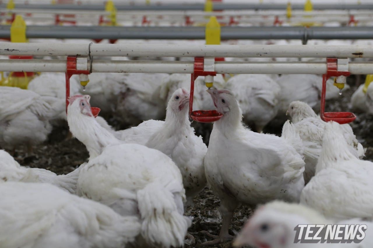 Узбекистан увеличил размер субсидии на производство мяса птицы
