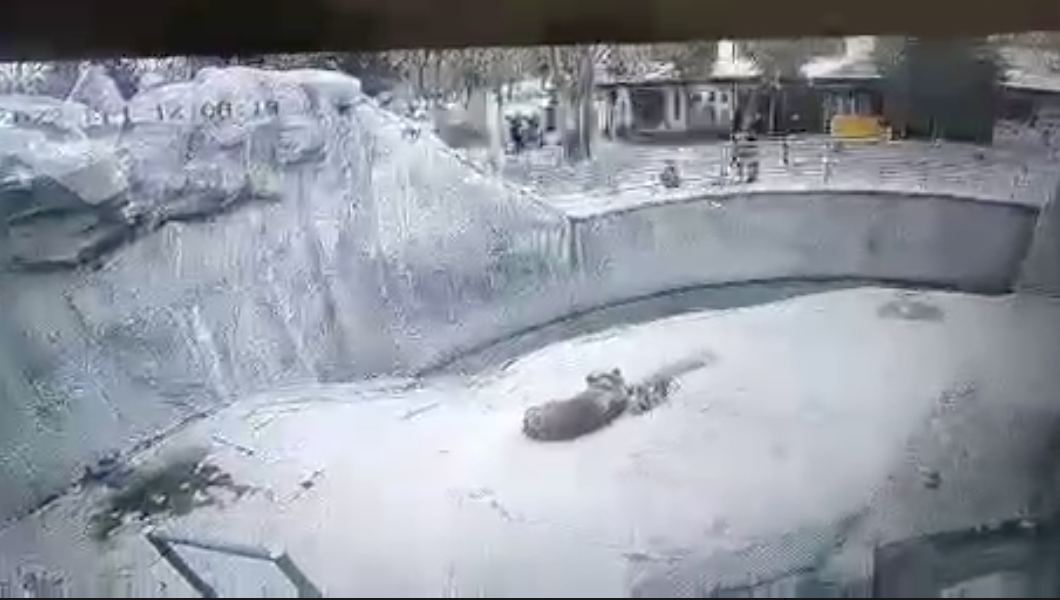 Появилось шокирующее видео момента сбрасывания ребенка матерью в вольер с медведем в ташкентском зоопарке