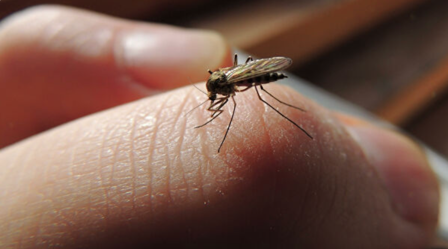 Почему комары кусают именно вас?