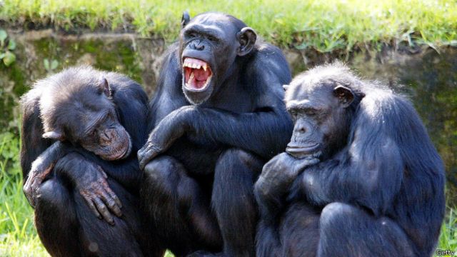 Ученые выяснили, шимпанзе настолько эмпатичны, что лечат раны друг друга