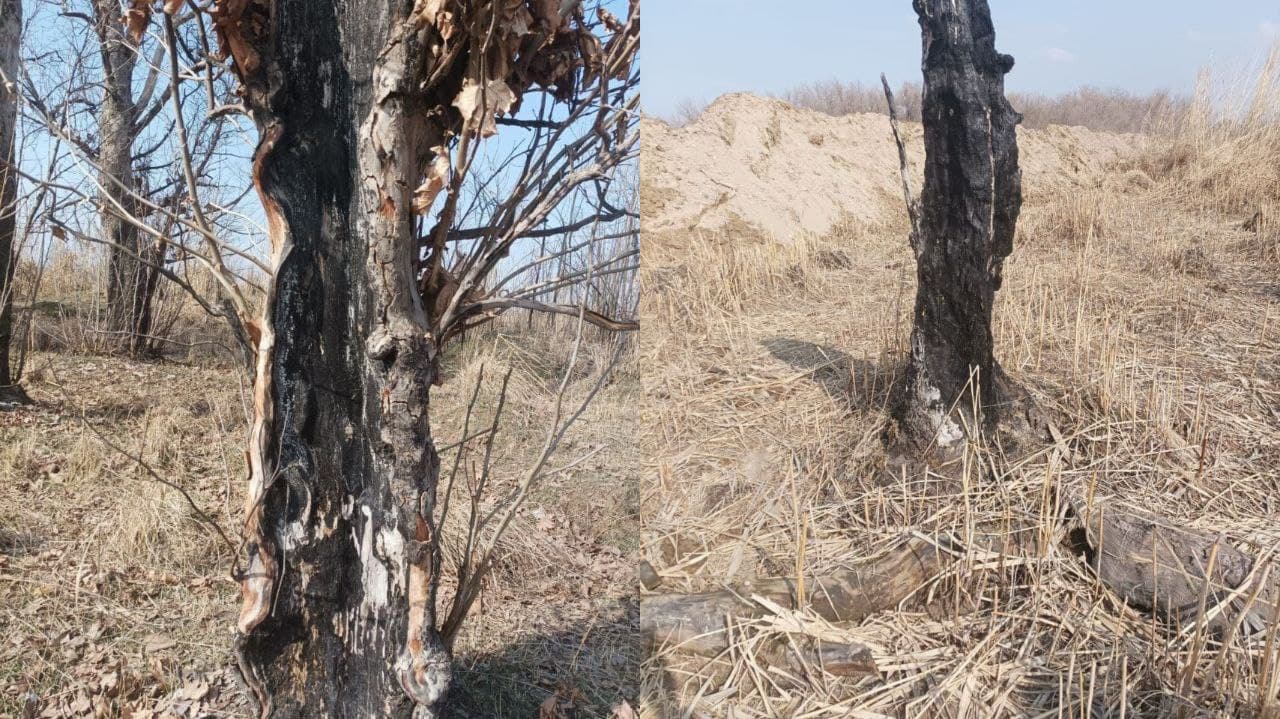 В Ташобласти уничтожили порядка 200 деревьев, мешавших добыче щебня