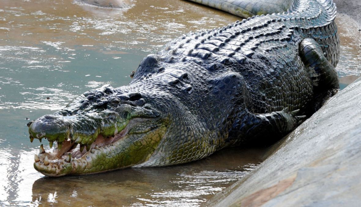 Самый большой в мире морской крокодил умер из-за стресса