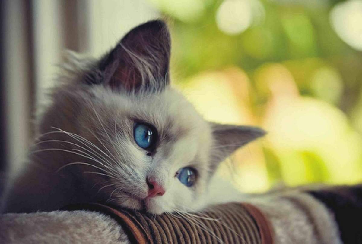 FIFe ввела санкции в отношении российских кошек 