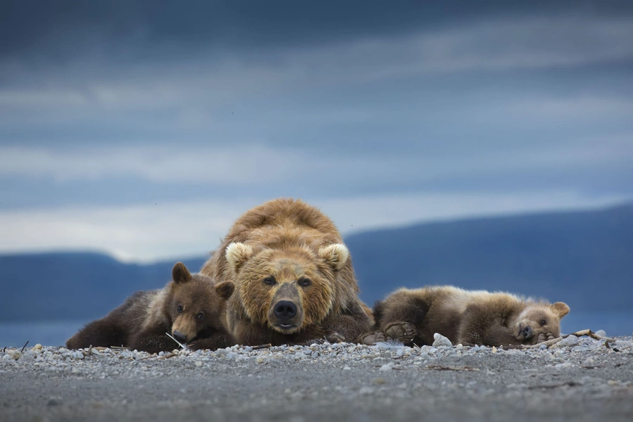 Нилутпаул Баруа / Большая медведица-мать лежит на пляже с двумя своими детенышами