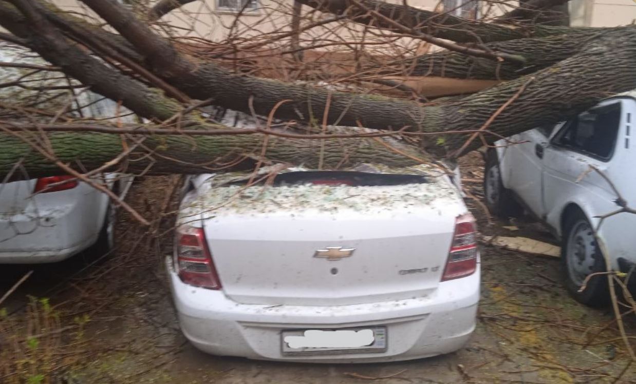 На Чиланзаре из-за непогоды дерево упало на шесть автомобилей