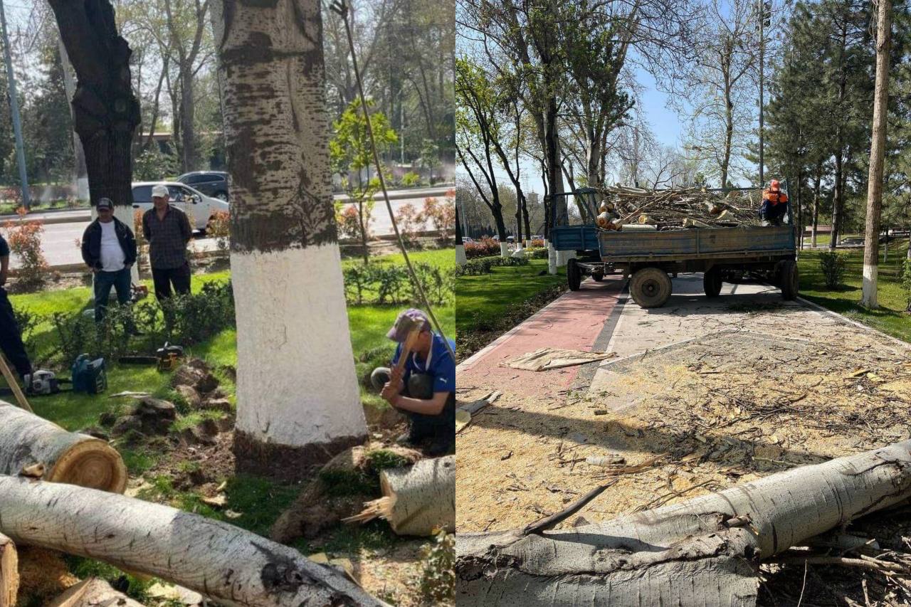 Вслед за вырубкой возле ЦУМа срубили деревья около дворца «Туркистан» 
