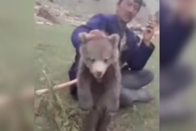 Кашкадарьинцы убили медвежонка, занесенного в Красную книгу