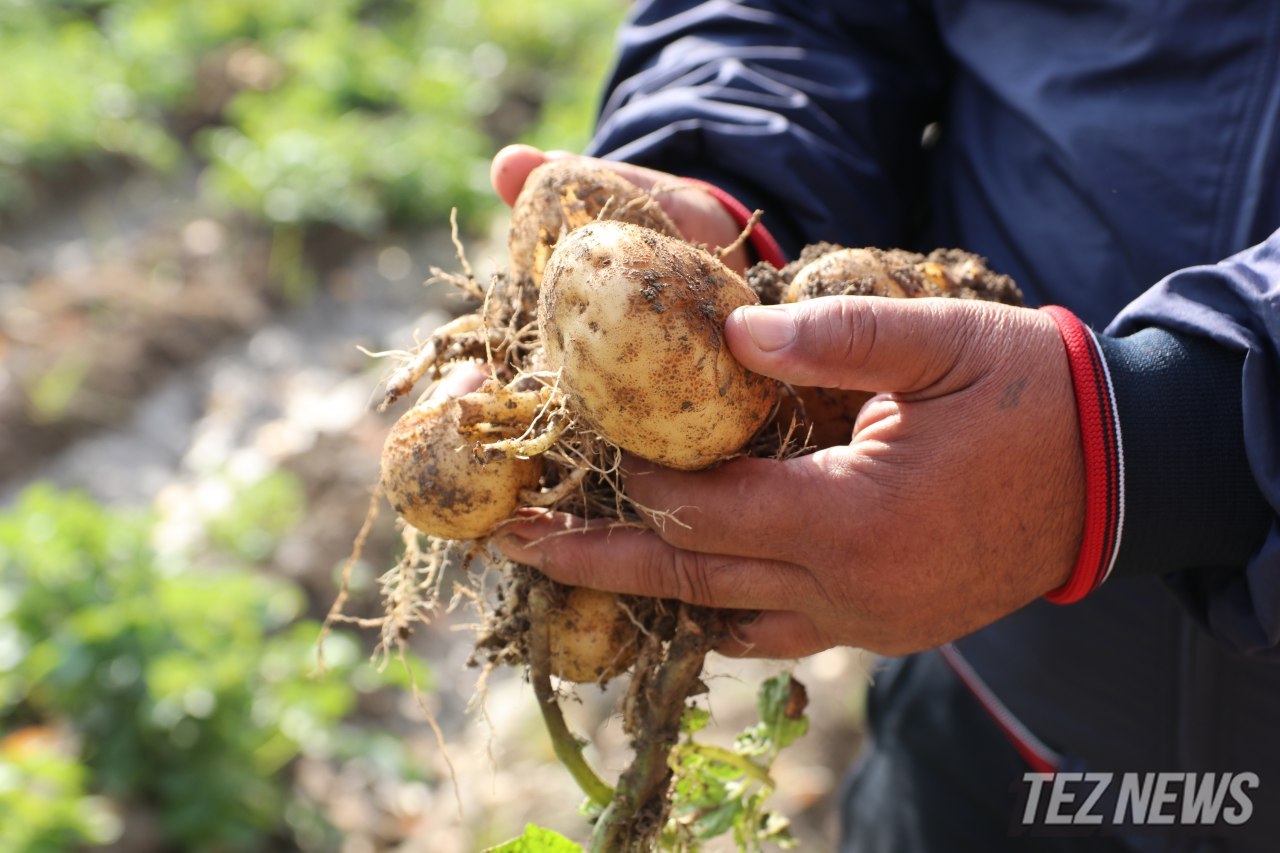 В Узбекистане планируют реализовать сельхоз проекты на $400 млн