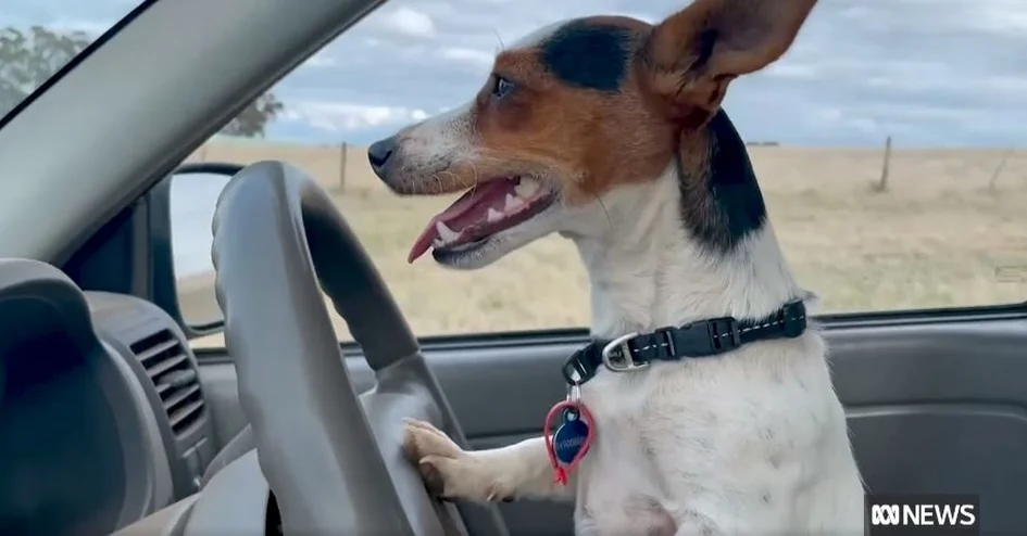 Фермер научил свою собаку водить машину — видео