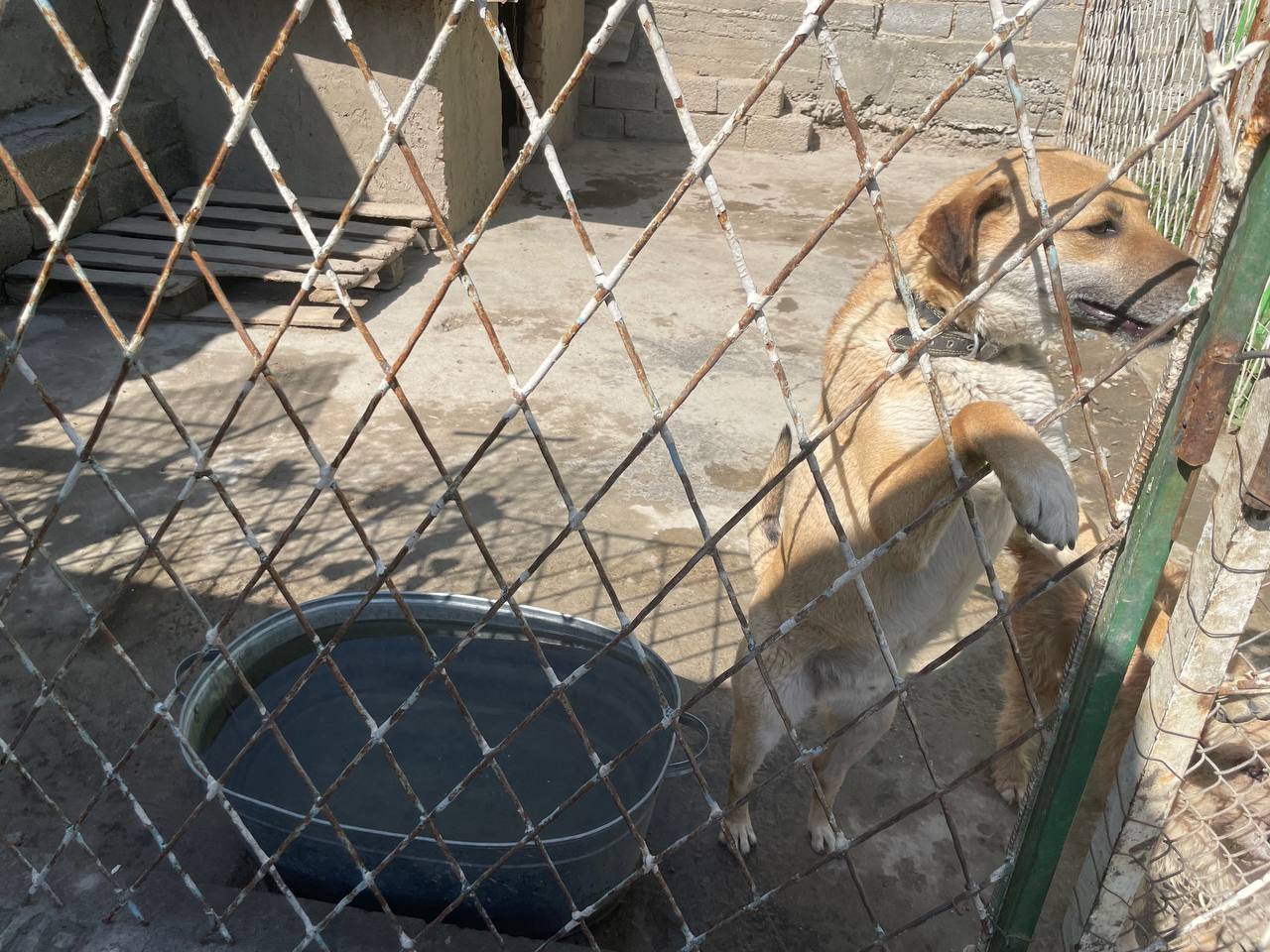 Приют для животных в Самарканде не закроют