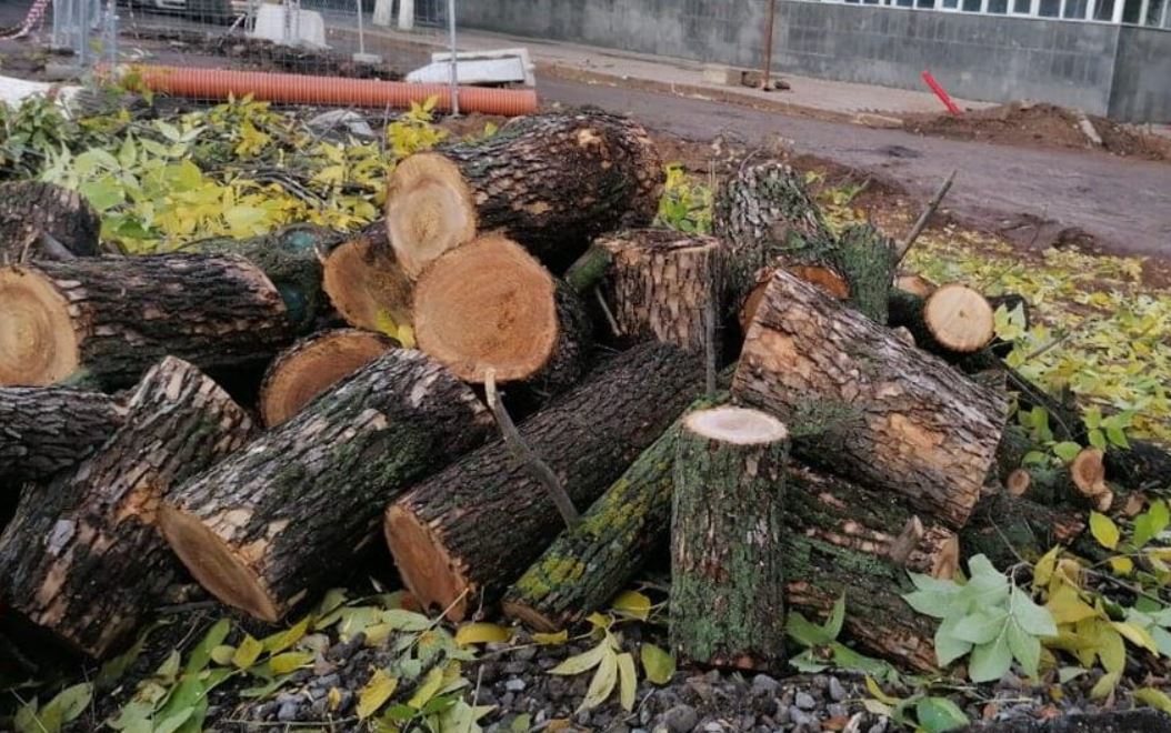 В Узбекистане хотят жестче наказывать за незаконную вырубку деревьев