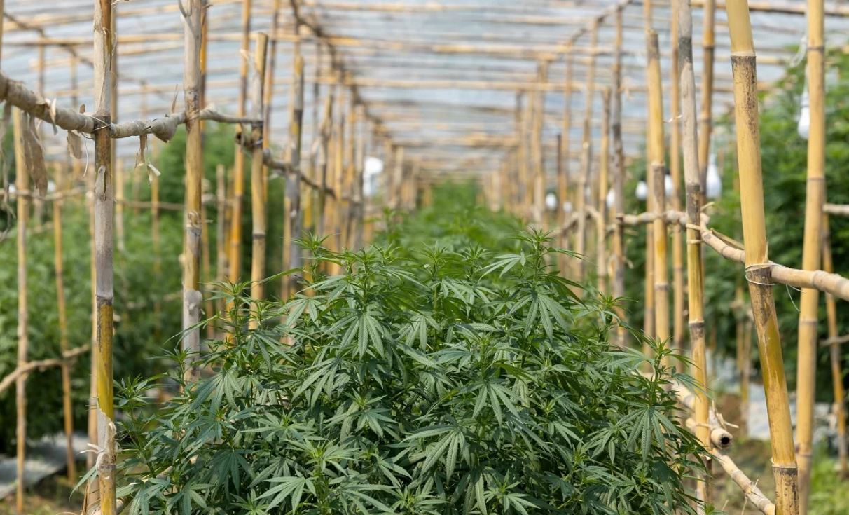 Таиланд легализовал марихуану