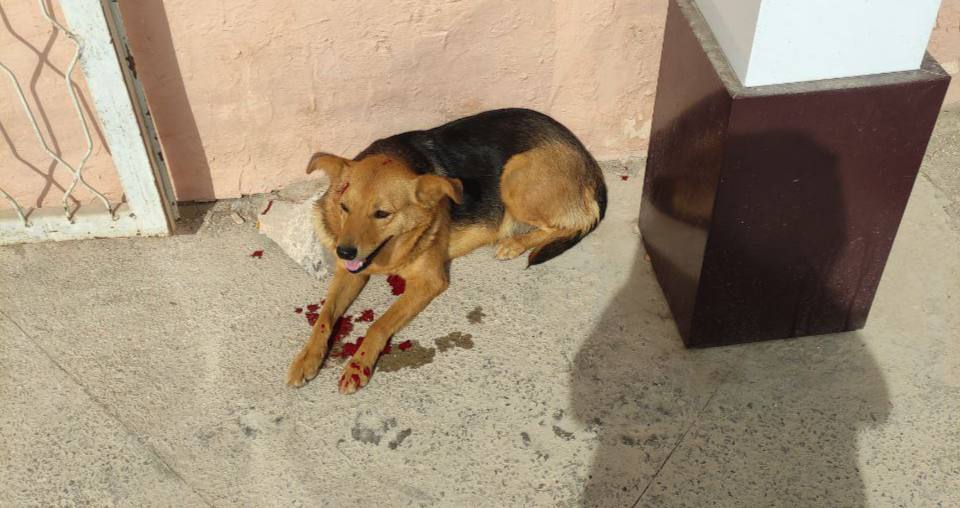 В «Навоиазот» отстреливали животных, пострадала собака 