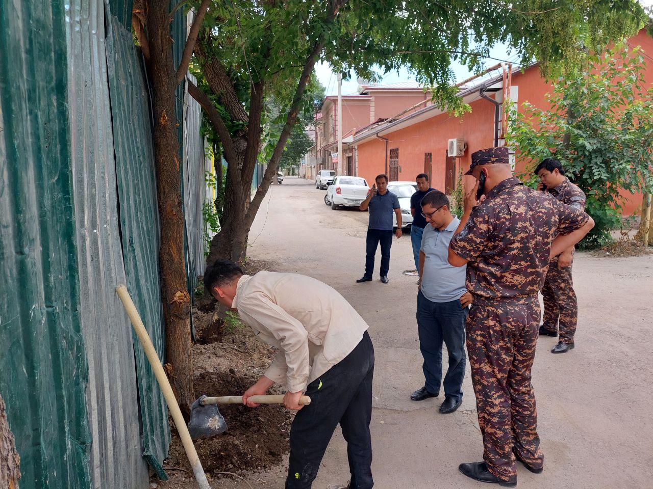 В Ташкенте неизвестные пытались засушить деревья с помощью солярки