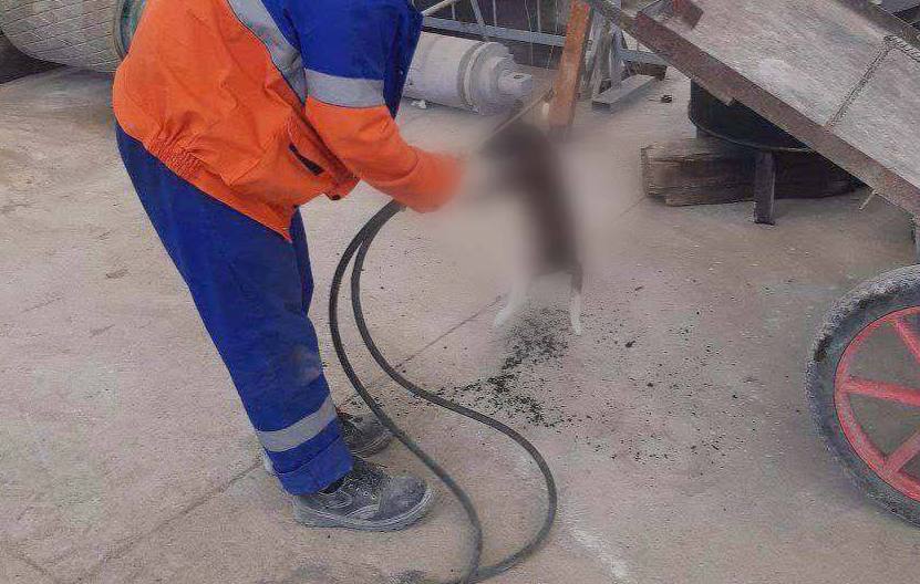 В Джизаке на заводе XuaXin жестоко обращаются с животными