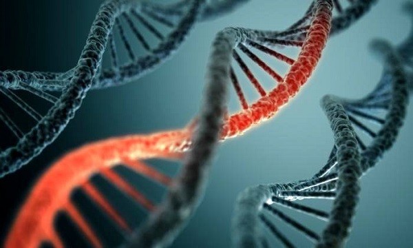 Ученые обнаружили ген в организме человека, который вызывает задержку развития